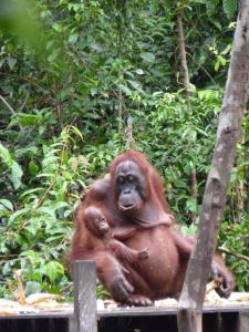 Orangutan Shaka Houseboat with cabin