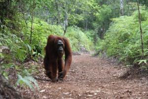 Orangutan Shaka Houseboat with cabin
