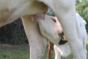 Agroturystyka Rewita