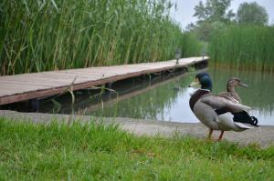 Miklós FKK Naturist