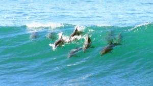 Mollymook Beach Waterfront
