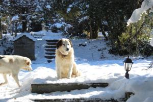 Theasis-Igloo Epirus Greece