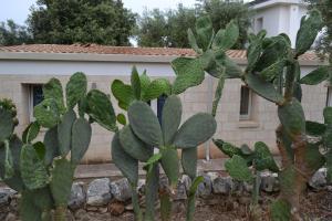 Masseria Romagnolo