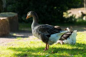 Chateau De La Plinguetiere