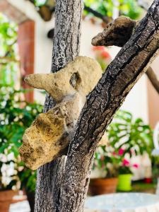 Domo All'Antico Borgo img41