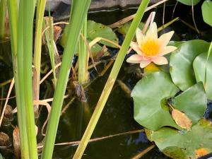 Lodges Ecolodge Beauregard : photos des chambres