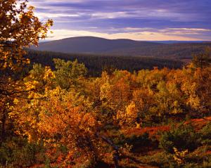 obrázek - Lapland Hotels Ylläskaltio