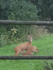 Chalets Chalet Mauselaine : photos des chambres