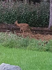 Chalets Chalet Biazot : photos des chambres