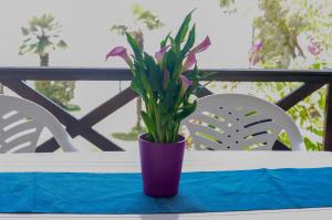 Alexger Beach Front Deluxe house