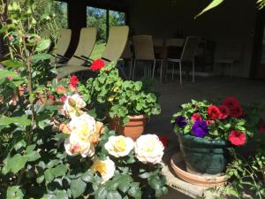 La Serre de Marou photo 9