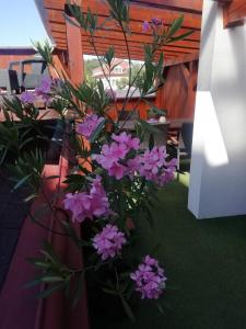 Penzion U Papoušků