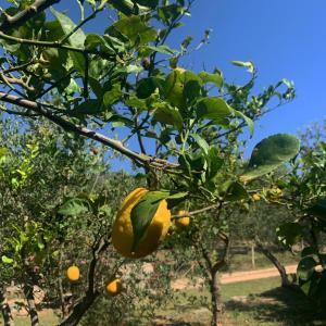 S'Imbragu Farm B&B img50