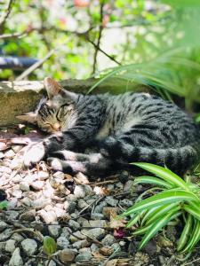 S'Imbragu Farm B&B img31