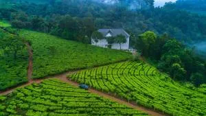 Tea Harvester - Munnar