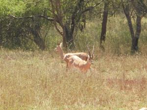 Kichaka Private Camp