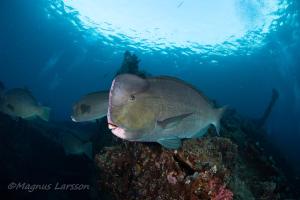 Bali Dive Resort Amed