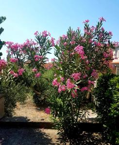 Apartments Ines