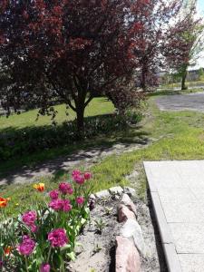 Apartamenty Stajni Jazon Malbork
