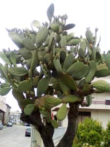 Home Sleep Home Fafe