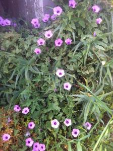 Papadiokampos Maissonete