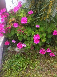 Papadiokampos Maissonete