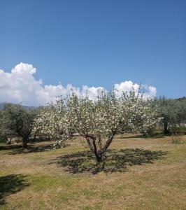 Olive Grove Villa Kavala Greece