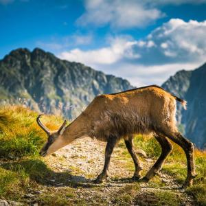 Dom Wczasowy Angelika BASEN JACUZZI SAUNA W CENIE POBYTU