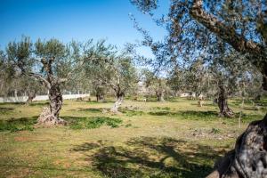Olive Tree House Epirus Greece