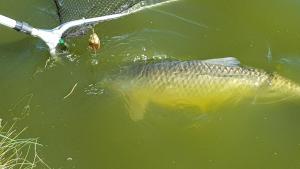 Stawy u Sikory - Dom Rybak - Agroturystyka i łowisko