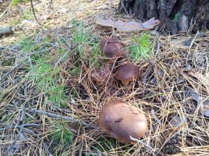 Stawy u Sikory - Dom Rybak - Agroturystyka i łowisko