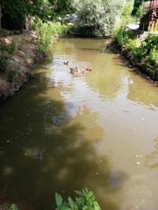 PENSIUNEA LA BUSU -BIGAR