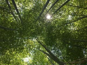 Le Domaine de Saint-Thomin photo 15