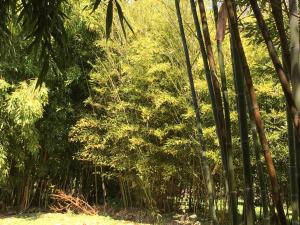Le Domaine de Saint-Thomin photo 12