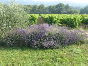 B&B / Chambres d'hotes Maison d'hotes Bastide St Victor a 2,5 kilometres de Lourmarin : photos des chambres