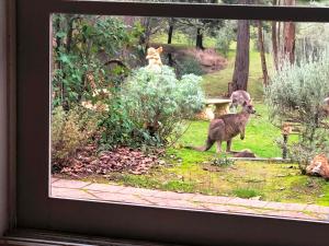 Countryside Retreat romantic tranquil native wildlife township Hepburn - Daylesford