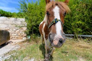 Holiday home Valter 2136