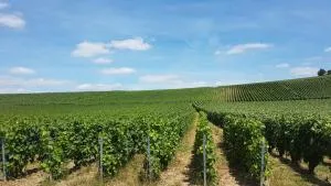 Enjoy en Champagne maison calme au milieu du vignoble avec parking gratuit - La Chapelle-Monthodon