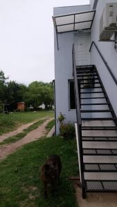 Colon M