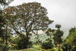 Thotalagala Plantation House, Dambatenne Road, Thotalagala,, Haputale, Sri Lanka.