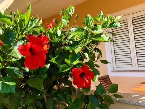 Casa Dolce Hibiscus img33