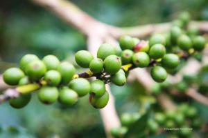 Butter Clouds HomeStay