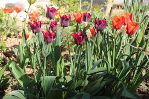 Samenkönig Pschait Handels GmbH