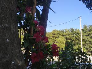 Dreamcatcher of Zeus Naxos Greece