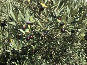 B&B / Chambres d'hotes MAS DE LA FADETO : photos des chambres