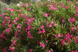 B&B / Chambres d'hotes MAS DE LA FADETO : photos des chambres