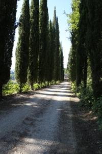 La viola