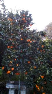 Orange Garden ( guesthouse) Pelion Greece