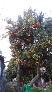 Orange Garden ( guesthouse) Pelion Greece