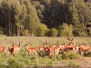 Bungalo Deer SPA / Elnių SPA Kernavė Leedu